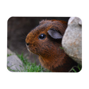 Imán Hermoso, suave, oro agouti de Guinea