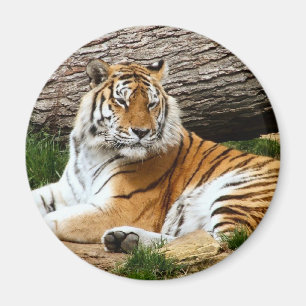 Imán Hermoso Tigre descansando, fotografía