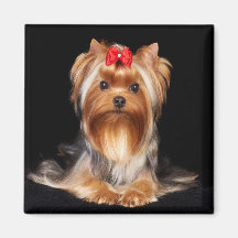 Hermoso Yorkshire Terrier