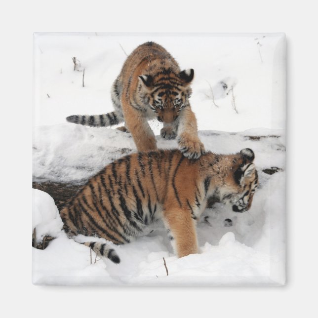 Imán Hermosos cachorros de tigres jugando en la nieve (Frente)