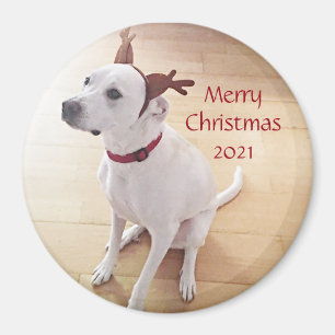 Imán Hermosos Navidades de perros porcino de renos blan