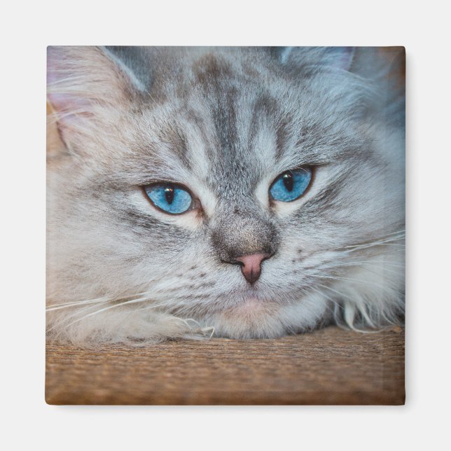 Imán Hermosos ojos azules de gato (Frente)