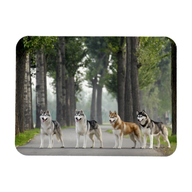 Imán Hermosos perros Husky en un sendero por la natural (Horizontal)