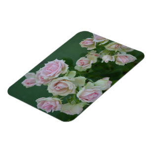 Imán Hermosos rosas de jardín rosa claro