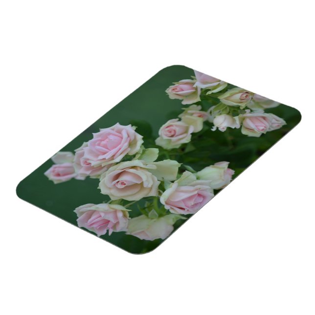 Imán Hermosos rosas de jardín rosa claro (Lado Izquierdo)