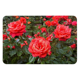 Imán Hermosos Rosas, Portland, Oregón
