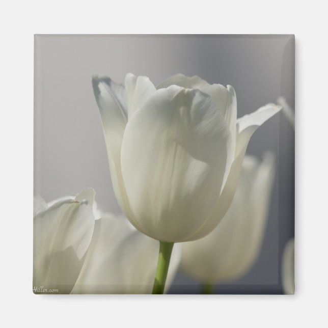 Imán Hermosos Tulipanes de Primavera Blanca (Frente)