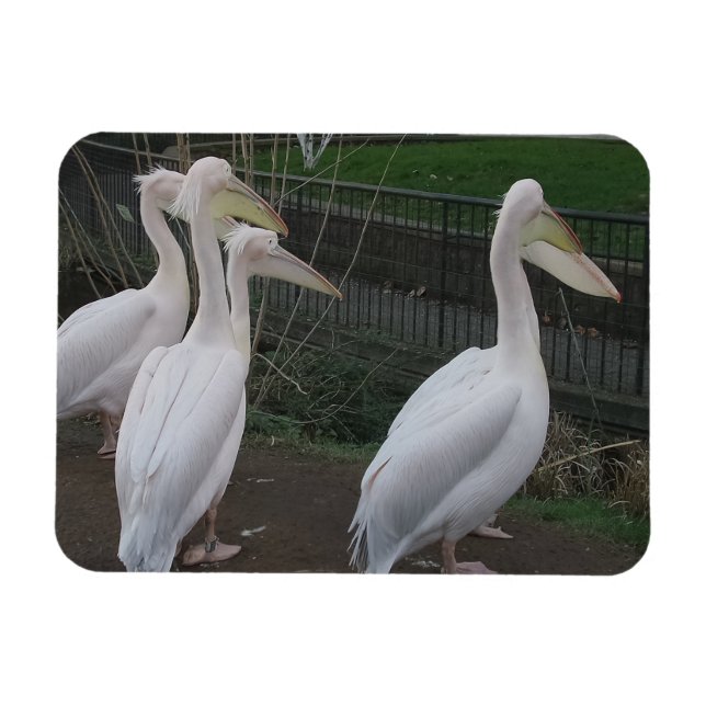 Imán Heron Family 3"x4" Magnet (Horizontal)