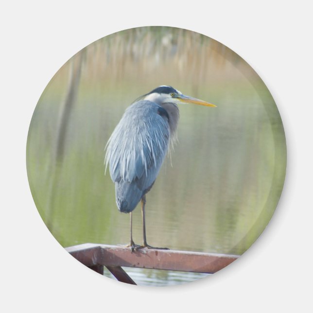 Imán heron imnet (Frente)