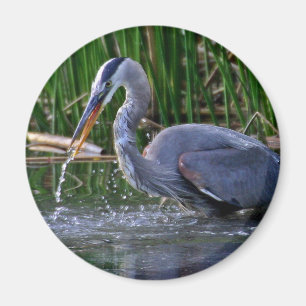 Imán Heron Splash