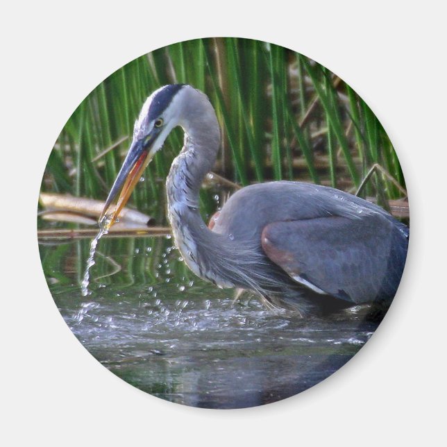 Imán Heron Splash (Frente)