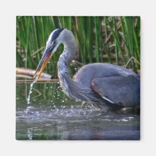 Imán Heron Splash
