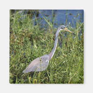 Imán Heron tricolado