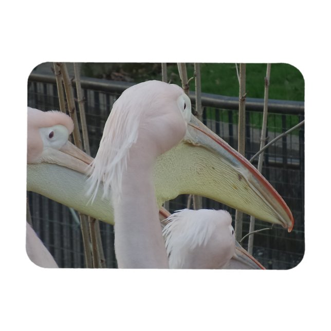 Imán Herons 3"x4" Magnet (Horizontal)