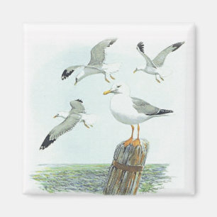 Imán Herring Gull Magnet