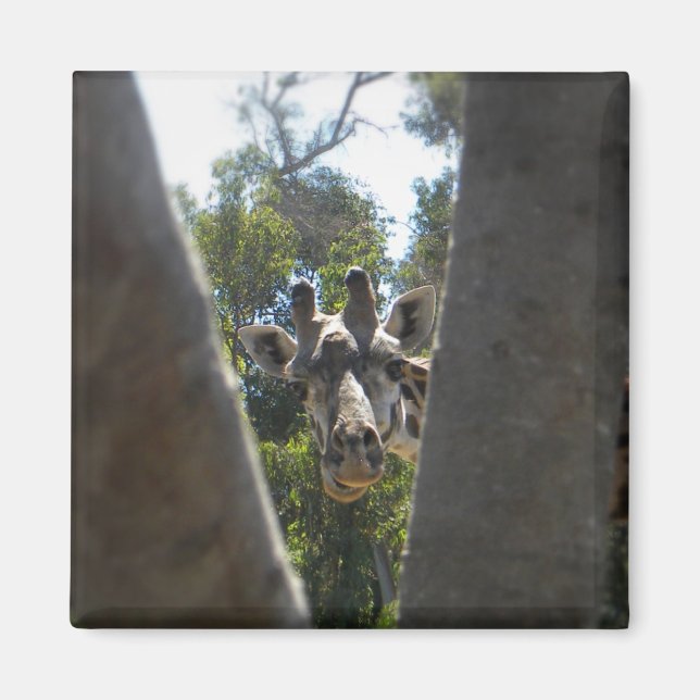 Imán Hey Ahí Giraffe (Frente)