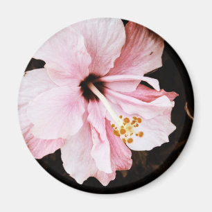 Imán Hibisco