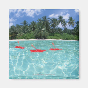 Imán Hibisco que flota en el mar