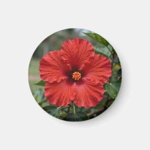 Imán Hibisco Tropical Rojo Vibrante Floración