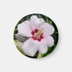 Imán Hibiscus