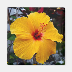 Imán Hibiscus