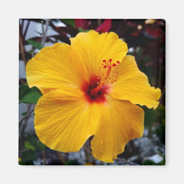 Imán Hibiscus (Frente)