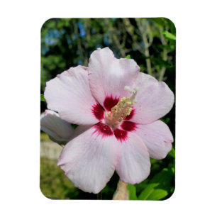 Imán Hibiscus