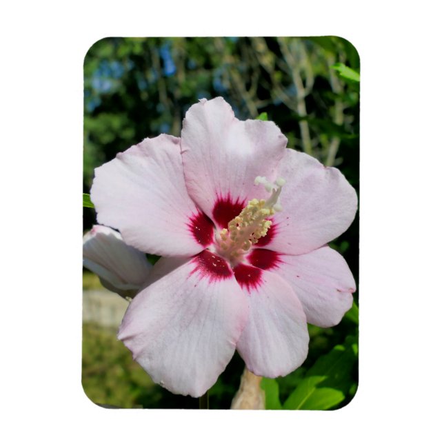 Imán Hibiscus (Vertical)