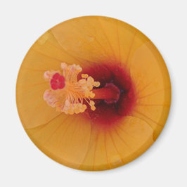 Imán Hibiscus