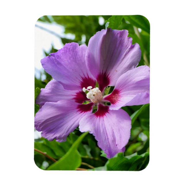 Imán Hibiscus (Vertical)