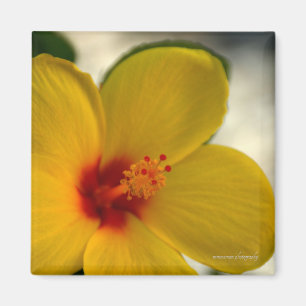 Imán Hibiscus amarillo