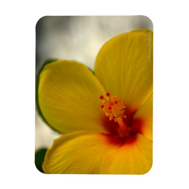 Imán Hibiscus amarillo (Vertical)