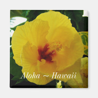 Imán Hibiscus amarillo amarillo de la flor del estado d