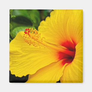 Imán Hibiscus amarillo brillante
