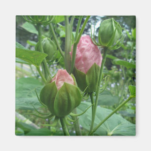 Imán Hibiscus Buds Magnet