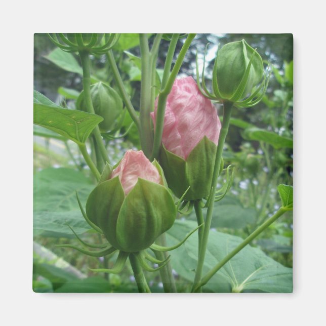 Imán Hibiscus Buds Magnet (Frente)