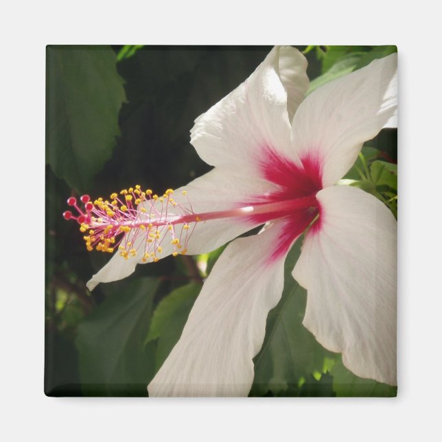 Imán Hibiscus Magnet (Frente)