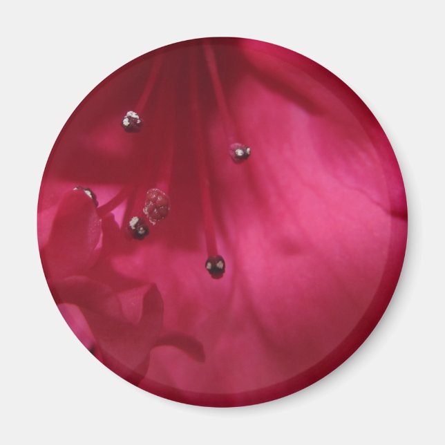 Imán Hibiscus Magnet (Frente)