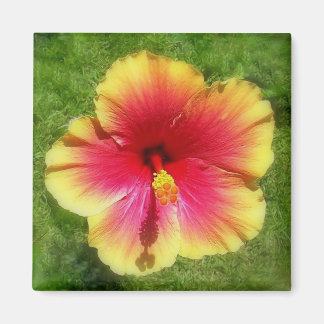 Imán Hibiscus Magnet