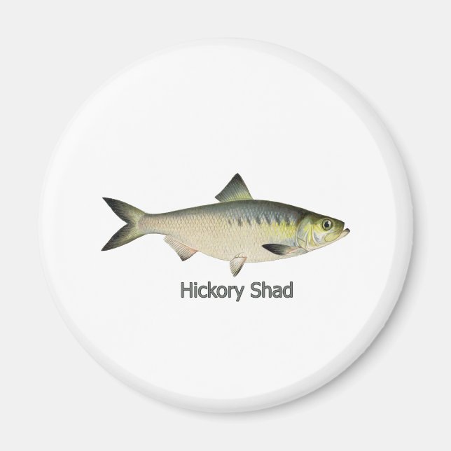Imán Hickory Shad (Frente)