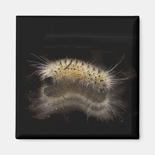 Imán Hickory Tussock Caterpillar (Frente)