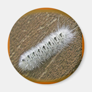Imán Hickory Tussock Moth (Lophocampa caryae) Elementos