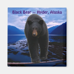 Imán Híder del OSO NEGRO, Alaska Wildlife Magnet