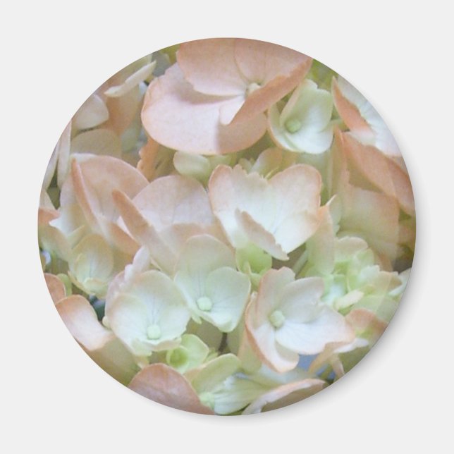Imán - Hidrangea de Peach (Frente)