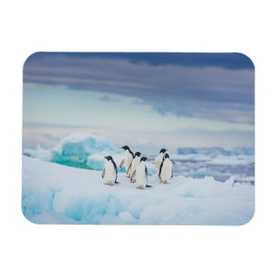 Imán Hielo y nieve   Adelie Penguins Antártida