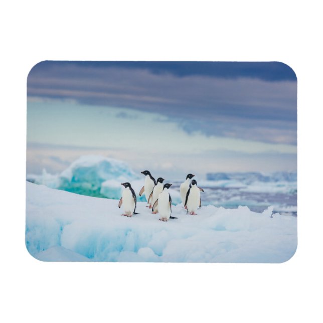 Imán Hielo y nieve | Adelie Penguins Antártida (Horizontal)