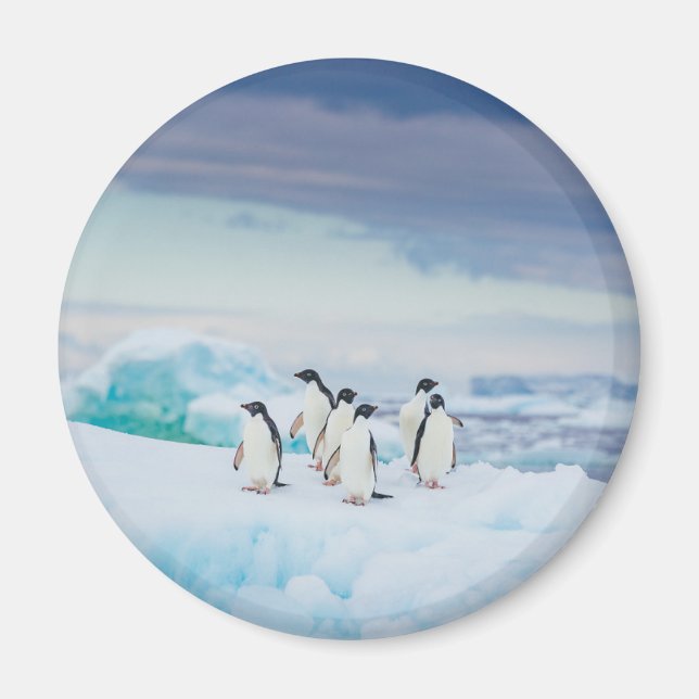 Imán Hielo y nieve | Adelie Penguins Antártida (Frente)