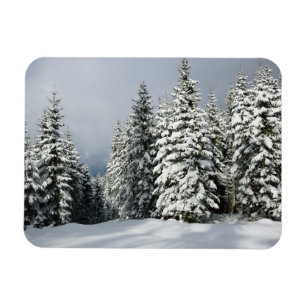 Imán Hielo y nieve   Pine Woodland, Austria