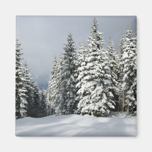 Imán Hielo y nieve   Pine Woodland, Austria