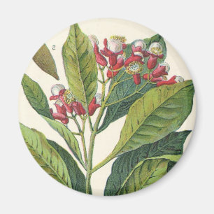 Imán Hierbas alimenticias vintage especias, tendedero